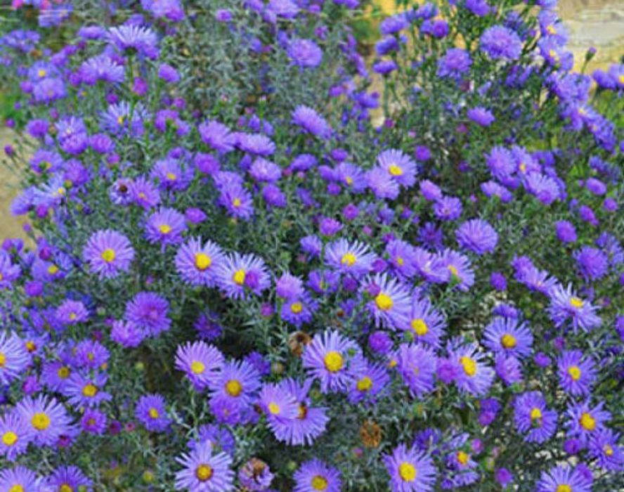 Продаю садовую рассаду