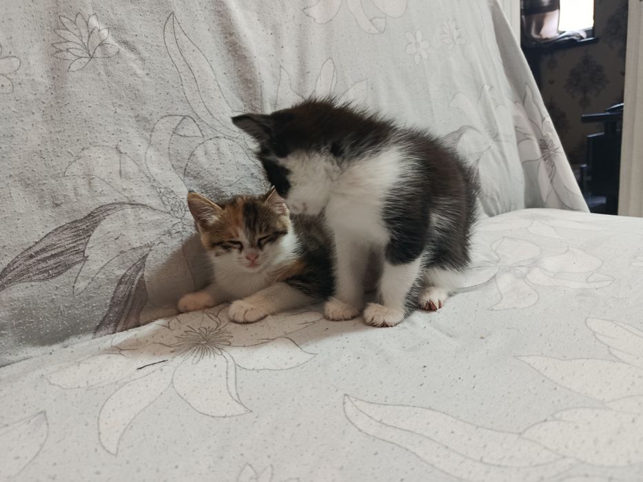 Mushuk va mushukbola