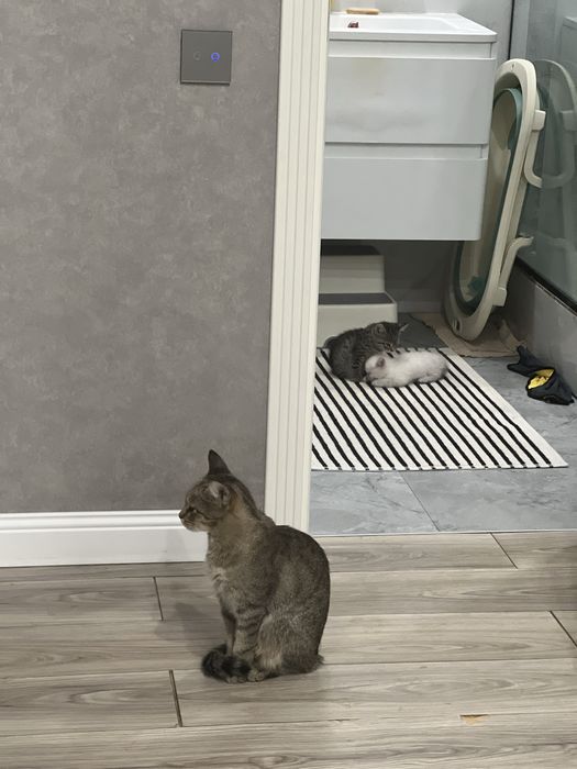 Отдам Кошку охотницу