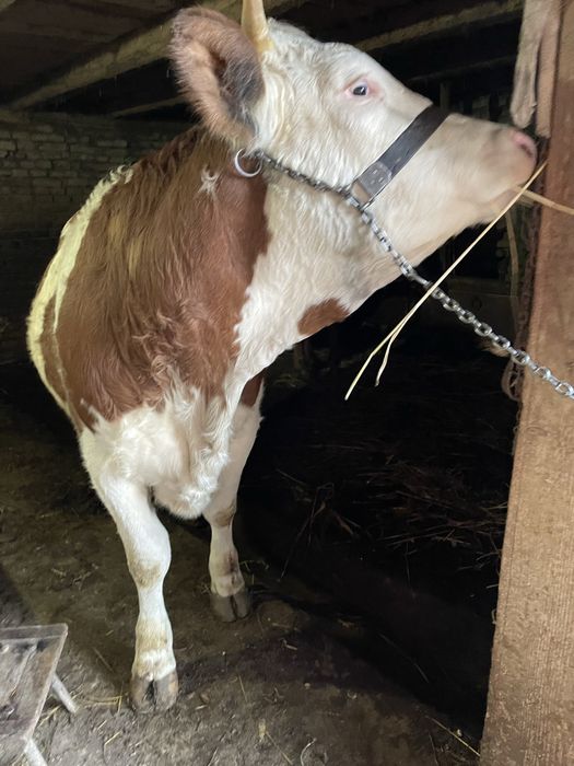 Se vinde juninca baltata romaneasca gestanta