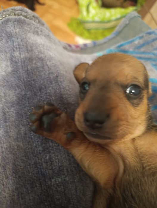 Продаю щенков таксы