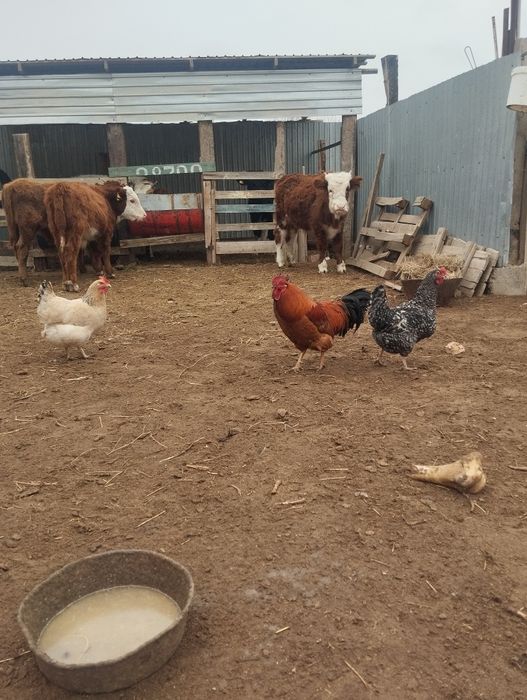 Кораз сатылады кызыл тусте