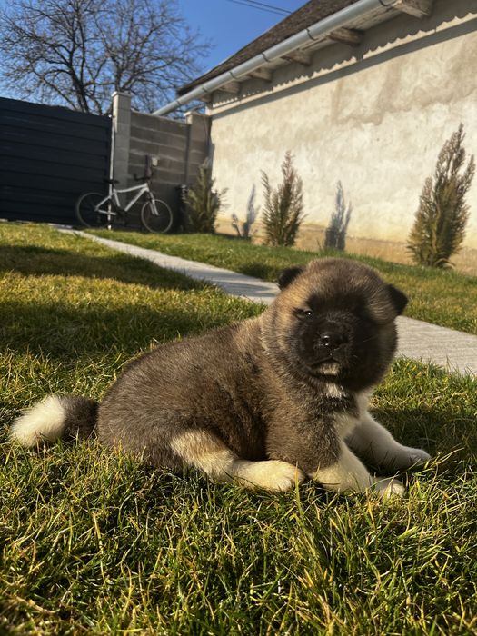 Akita American