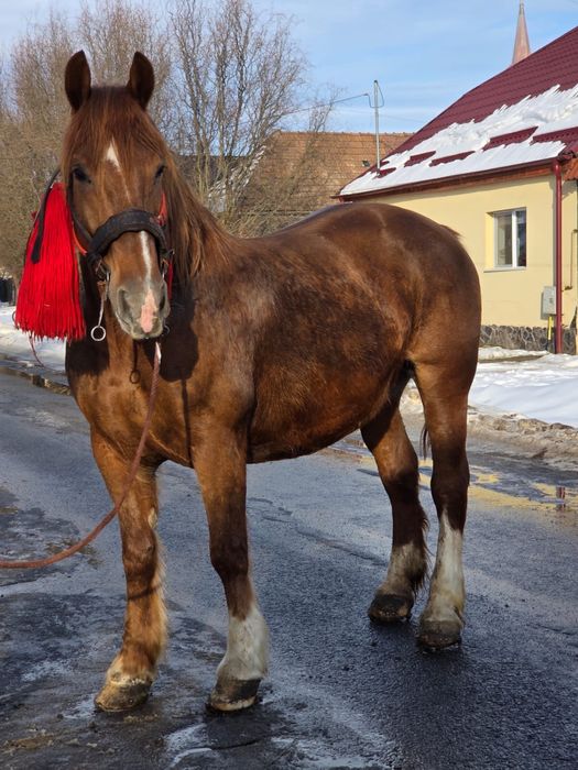 Vând iapă de 7 ani