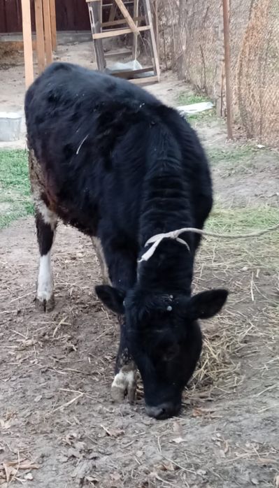 Срочно продам тёлку