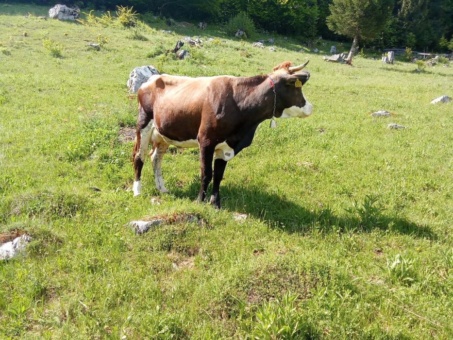 Vand vacă tânără (3 ani)