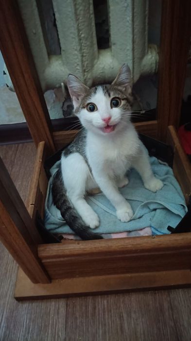 Отдам в добрые руки котенка
