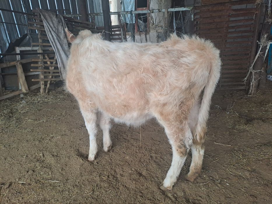 Тана 1 жылдық Ұзынағаш