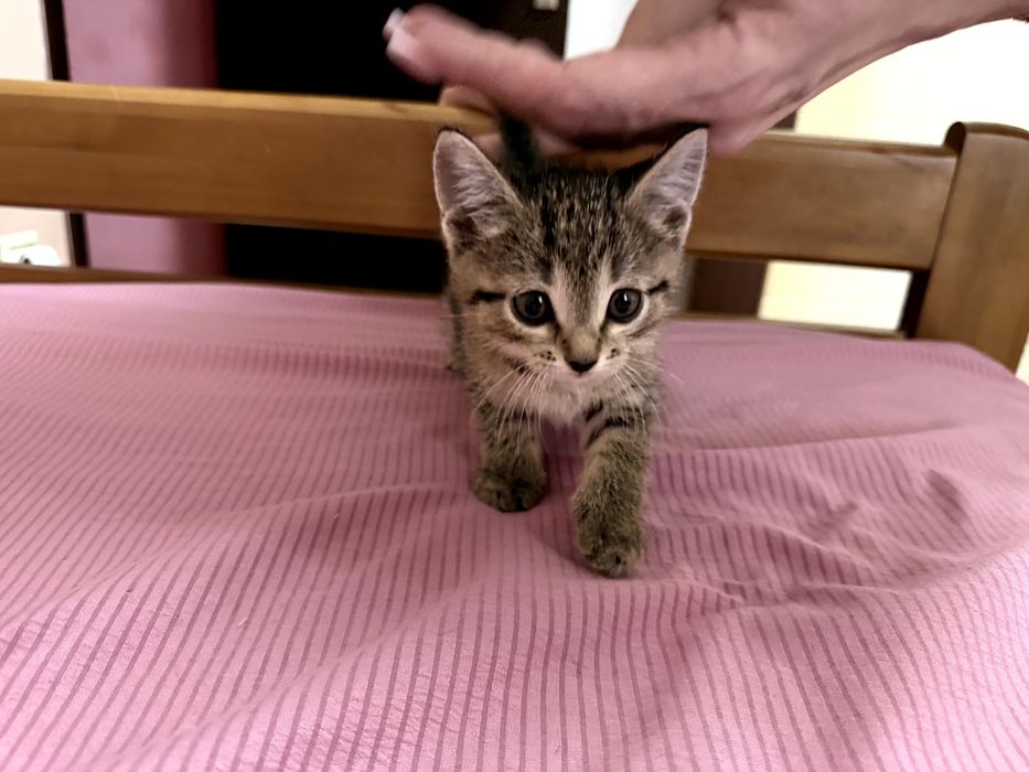 Котенок в добрые руки