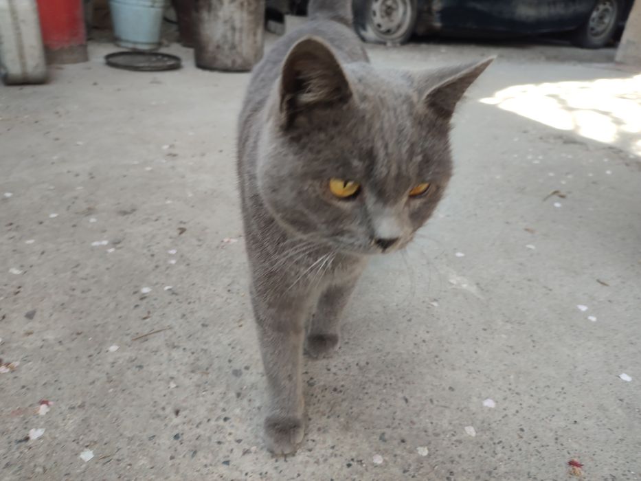 Отдам кота в хорошие руки