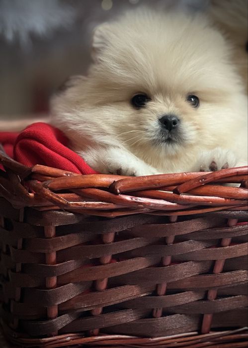 Мини померан померан