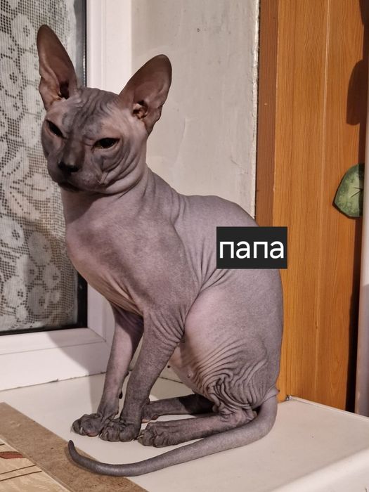 Бронирование котят