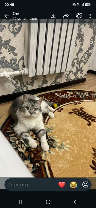 Котенок британец