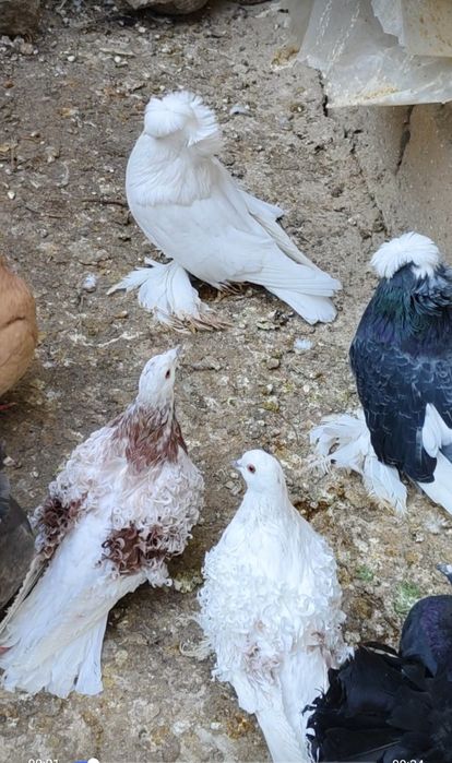 Голуби бухарцы продам