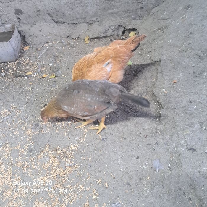 Продам семье кур