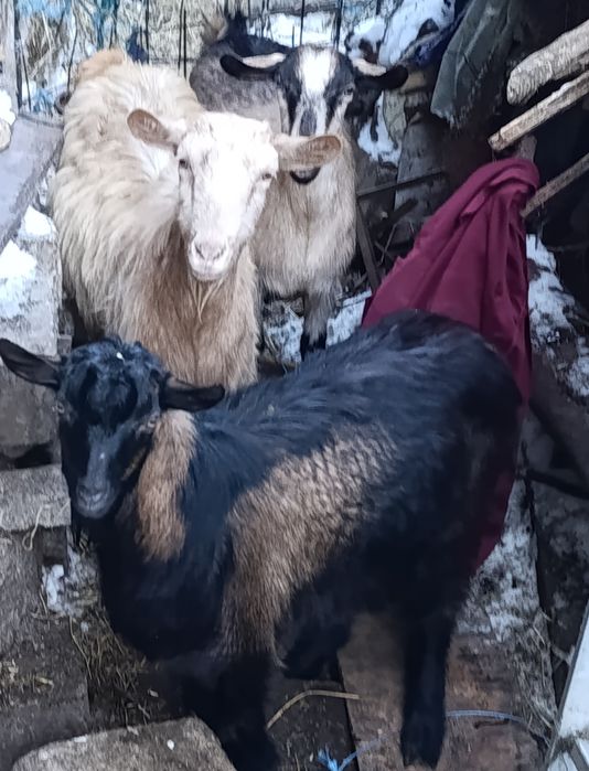 Vând capre gestante