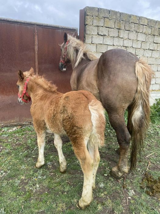 Vand iapa cu manza !