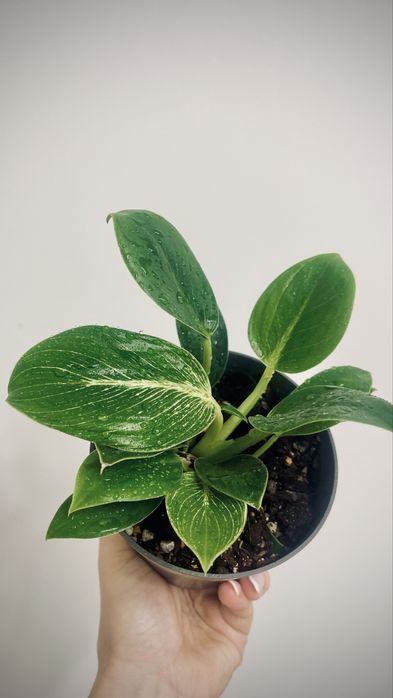 Филодендрон Биркин с деткой