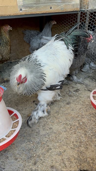 Cocosi brahma herminat deschis