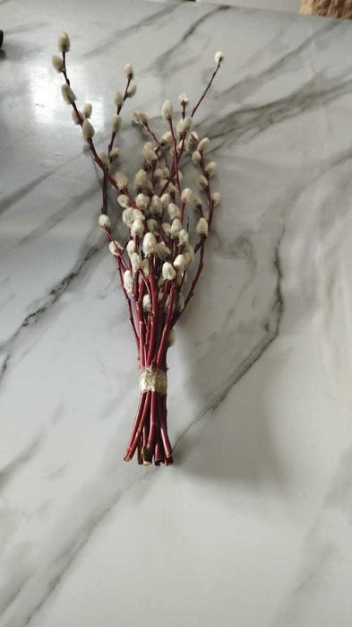 продам вербу красную