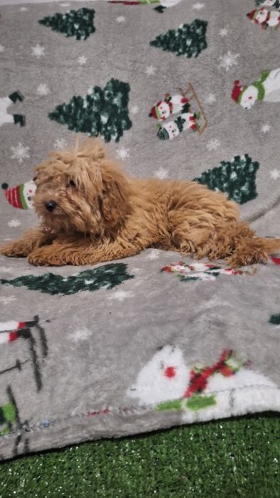 Пудел Той пуделче момиче