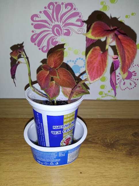 8 копривки + отстъпка