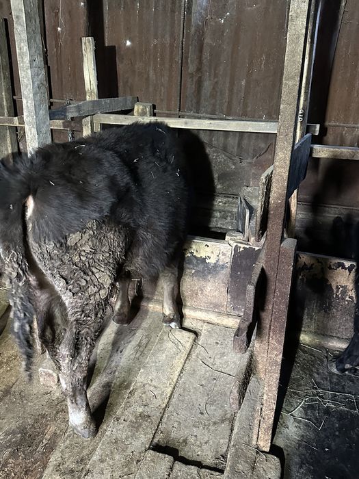 Бычки телки годовалые