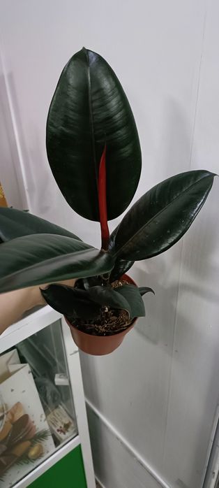 Фикус Абиджан:6500 тенге