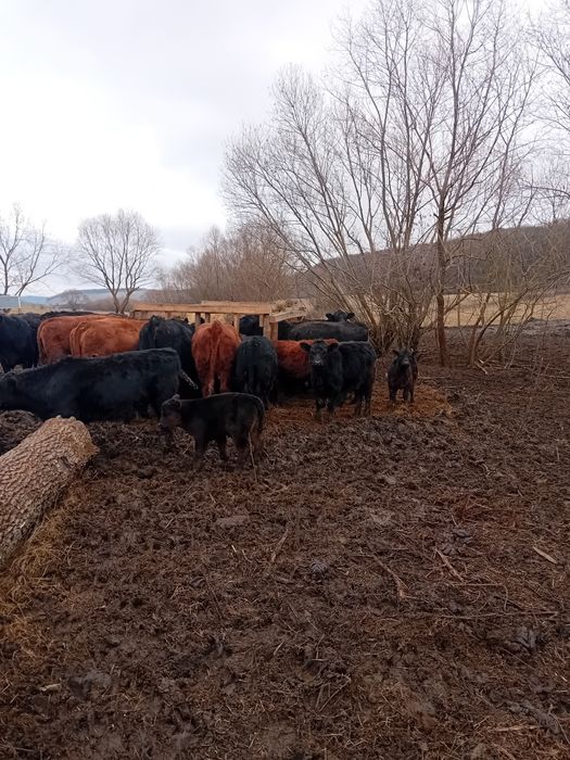 Vitei angus 9-10 luni