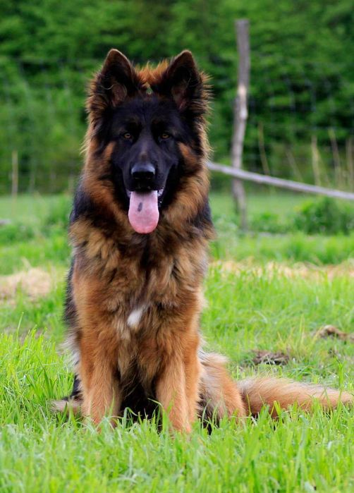 Pui Ciobanesc German cu pedigree,par lung