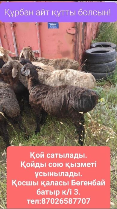 Қой сатылады Құрбандыққа