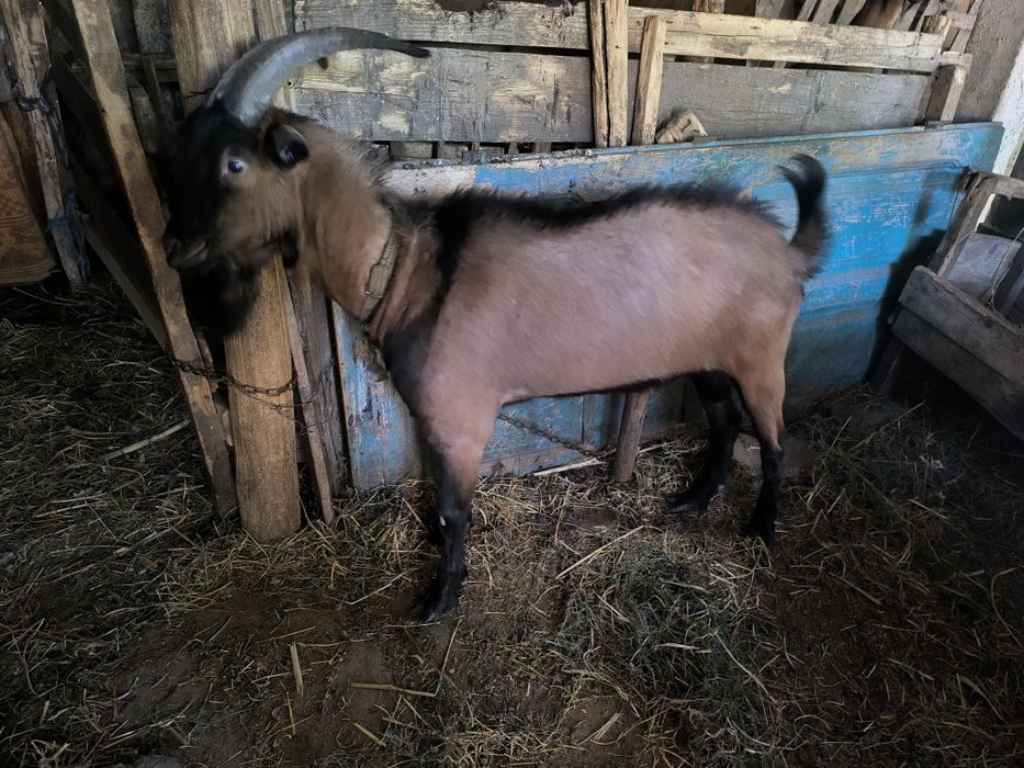 Vând țap Alpin..