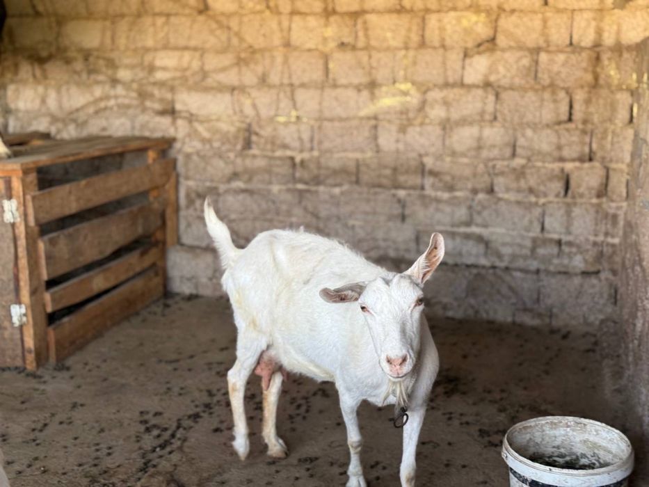 Zotdor echkilar 3 litrgacham sut beradi 3 tadan bolalidi
