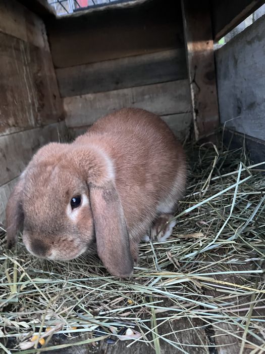 Vand iepuri berbec german pitic galben/rex tricolor/californian