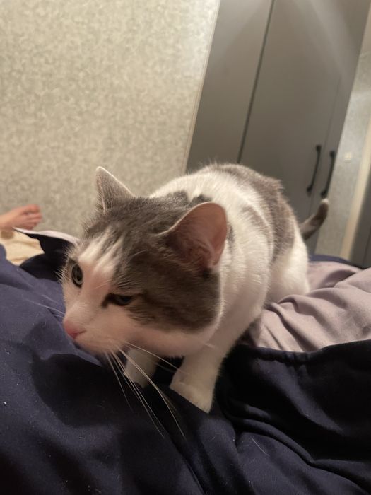 Отдам даром кота