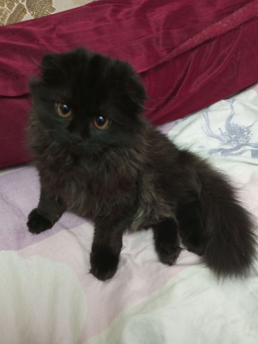 Скотиш фолд хайленд