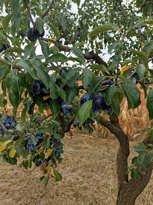 Prune negre pentru țuică