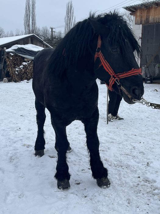 De vanzare manz armasar