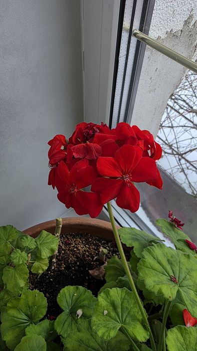 Черенки пеларгонии