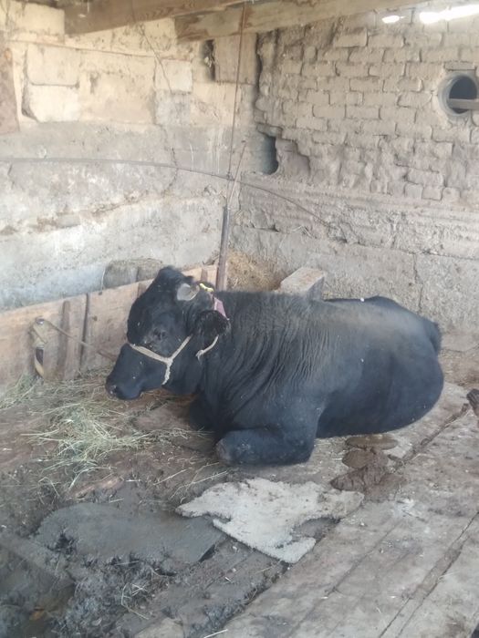 Огиз 2 жасар жемде турган