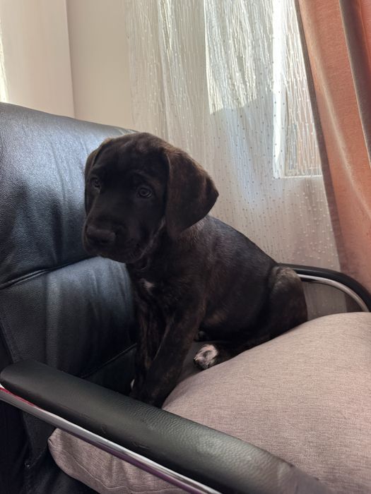 Кученца Кане корсо на 3 месеца