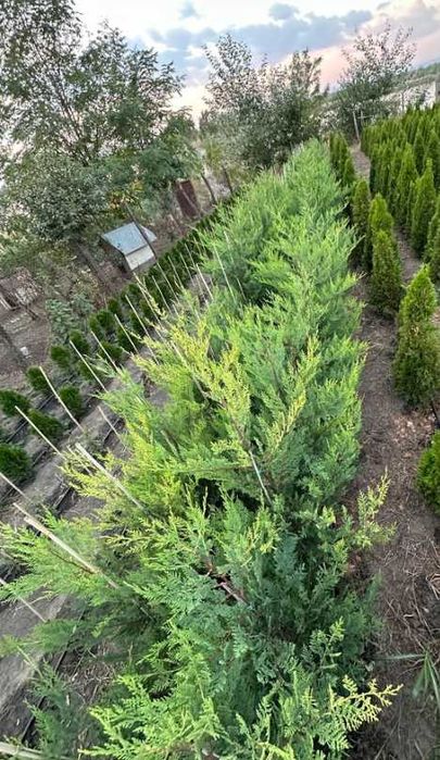 Leylandii Cupressocyparis Plante Pentru Gradina dumneavoastra