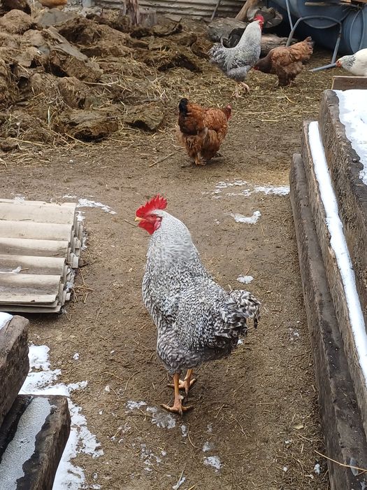 Амрокс қораздары сатылады