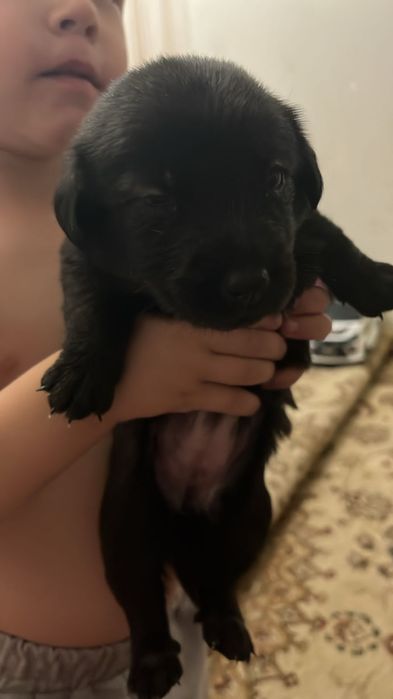 Отдам щенят в добрые руки