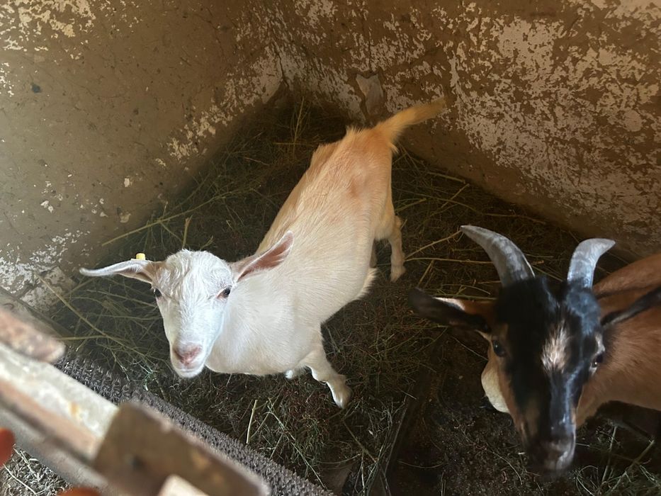 Ешектегі маскүнемдер