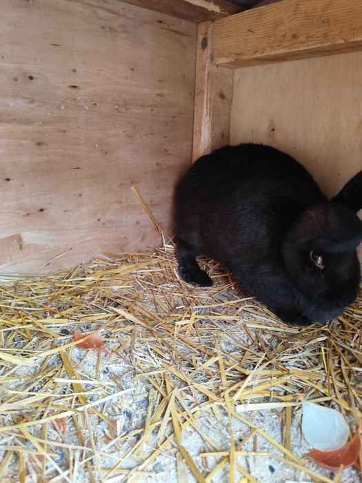 Schimb o iepuroaică corcită cu belgian și german pe porumbei voiajori!