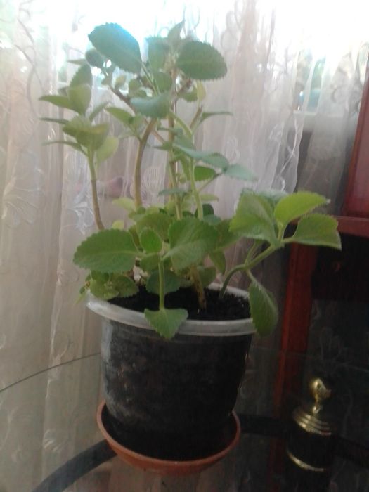 Продам комнатную мяту