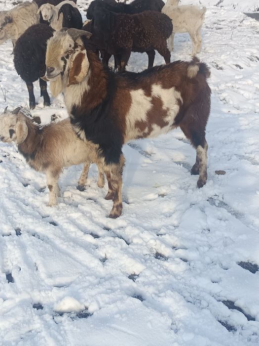 Taka sotiladi soglom