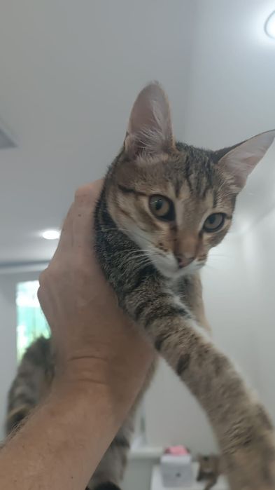 Котик полосатик ищет дом