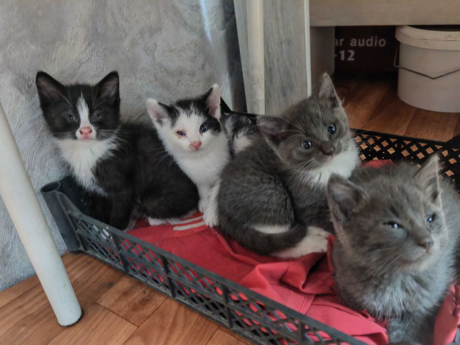 Отдам в добрые руки котят